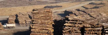 Modelo forestal chileno en la mira internacional: estrenan documental alemán sobre sus impactos socioambientales