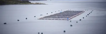 Remezón en el sur de Chile: Habrían 400 concesiones acuícolas salmoneras con causal de caducidad
