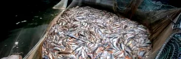 Desde el parlamento exigen a Subsecretaría de Fuerzas Armadas el pronunciamiento por 400 concesiones salmoneras en condición de ilegalidad