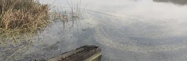 Preocupación por lamentable condición ambiental de la Laguna Grande de San Pedro de la Paz