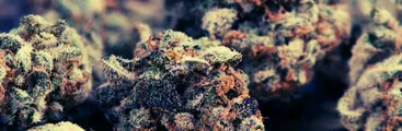 Neurocientífica advierte riesgos del uso de cannabis en cerebros en desarrollo