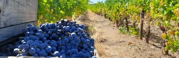 ¿Cómo entender que el Día Nacional del Vino se haya decretado en viña Cousiño Macul?