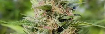Nuevo Supremazo: absuelven de manera definitiva a acusado por cultivo ilegal de marihuana