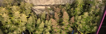 Tribunal absuelve a acusado de plantar ilegalmente marihuana y ordena que se le devuelvan sus sets de cultivo indoor