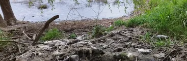 Aguas servidas en el Lago Villarrica: Superintendencia de Servicios Sanitarios investiga posible contaminación y municipio apunta a millonaria inversión en alcantarillado