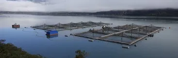 Mortalidades masivas de peces en el Estuario de Reloncaví: Cuando el medio ambiente y las comunidades costeras subsidian el éxito exportador salmonero
