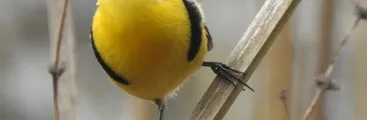 Con feria de divulgación el Parque Museo Pedro del Río Zañartu celebra el Día de la Fauna Chilena
