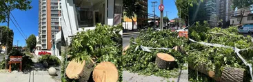 Cartas a Resumen | Critican tala indiscriminada de árboles en la ciudad de Concepción