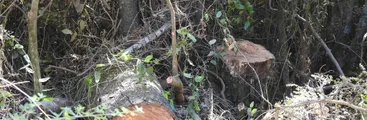 Ante la tala ilegal de árboles del Parque Nacional Nonguén, vecinas/os demandan reforzar su resguardo