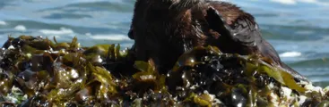 La nutria del Pacifico y los bosques de algas: El chungungo, una especie en peligro de extinción