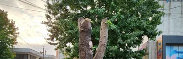 Concepción: La ciudad donde se destruyen árboles urbanos en plena era de cambio climático