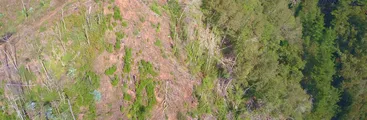 La explotación de bosque nativo que afecta a la emblemática cuesta Quilacoya de Hualqui
