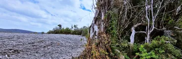 Chiloé: CONAF exige millonaria multa por tala ilegal sobre turberas en controversial proyecto eólico