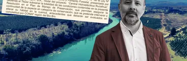 Pese a rechazo de comunidades, Ministerio y municipios: CONAF se inclina por el negocio hidroeléctrico y autoriza talar especies en categoría de conservación para proyecto Central Rucalhue