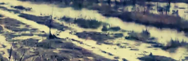 Denuncian entrada de camiones por sitio protegido del Humedal Paicaví y agresiones contra un vecino que intentó oponerse