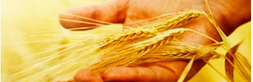 Monopolio en la agricultura mundial: El adiós al conocimiento ancestral y la exclusión de los más pobres