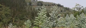 Organizaciones exigen " declarar una moratoria sobre nuevas plantaciones de pinos y eucaliptos" ante sentencia del Tribunal por los Derechos de la Naturaleza contra modelo forestal