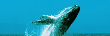 Tras presión de organizaciones y a última hora: Estado chileno pagó deuda y podría votar en comisión internacional por la protección de las ballenas