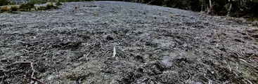 En Chonchi rechazan instalación de parque eólico que agravaría la escasez hídrica y denuncian a la empresa por tala ilegal de bosque nativo 