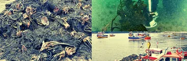 Exposición: Bosques invisibles, proteger lo que no se ve