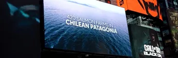 Impactos de la salmonicultura en Patagonia chilena son expuestos en Times Square con revelador video