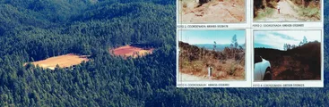 Confirman condena contra minera de tierras raras en Penco por talar plantación forestal sin plan de manejo