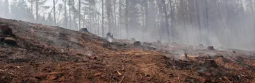 Armas forestales de destrucción masiva: incendios amenazan gravemente Biobío y el país