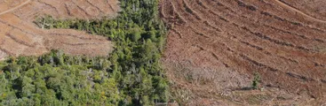 La enfermedad de la tierra: cómo el monocultivo forestal destruye la medicina ancestral mapuche