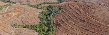 Diario Digital Resumen lanzará nuevas microcápsulas y reportajes sobre impactos de los monocultivos forestales en el Biobío durante noviembre