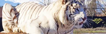 Condenan a Gerente y Propietario de Parque Safari por Muerte de Trabajadora Atacada por Tigre