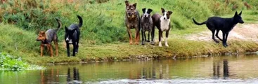 Jaurías de perros y mordeduras: un problema creciente en diversos sectores de Chile