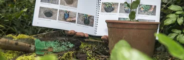 Nuevo manual para la propagación de árboles nativos será presentado en Concepción
