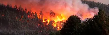 Tribunal Internacional de los Derechos de la Naturaleza declara al modelo forestal chileno culpable de violar los Derechos de la Naturaleza y los derechos bioculturales del Pueblo Mapuche