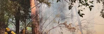 El duelo invisible tras el fuego: salud mental en medio de la crisis de los incendios en Chile