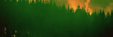 Plantar Pobreza: un documental que muestra el origen e impacto del negocio forestal en Chile