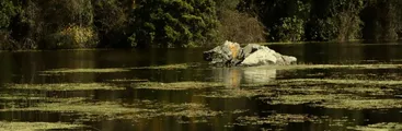 Parque Museo Pedro del Río Zañartu lidera acciones de restauración ecosistémica en la Península de Hualpén