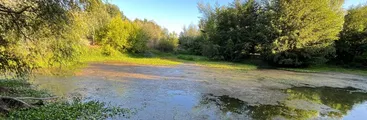 Conflicto por humedal Los Boldos en Chiguayante: Comunidad exige transparencia y protección