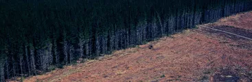No solo el viento: La uniformidad de las plantaciones forestales como factor de propagación de incendios