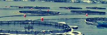 Acaparamiento extranjero del mar en Magallanes y prontuario ambiental: El costo oculto del salmón en la Patagonia Austral