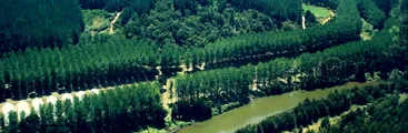OPINIÓN| El trigo no crece entre los pinos