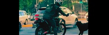 Carabineros no realizó sumario a funcionario que roció a perro con spray: solo se le llamó la atención