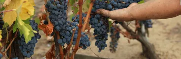 El otro lado del salú’: poder y desigualdad en la producción de vino en Chile