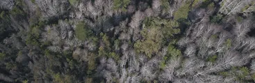 "Nos destruiría todo este sector": El desconocido relicto de bosque nativo amenazado por la supercarretera eléctrica en Hualqui