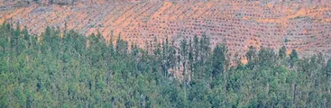 El ambicioso plan de expansión forestal que amenaza Chile: 1 millón más de hectáreas de pino y eucalipto