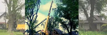 Temuco: Corte de Apelaciones declaró admisible recurso de protección de vecinos ante poda indiscriminada de árboles urbanos