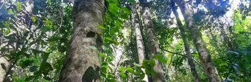 En Maule, Ñuble y Biobío presentaron recursos ante Tribunal Ambiental por carretera eléctrica de multinacional Celeo Group