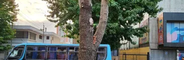 En defensa de los árboles urbanos y sus beneficios, penquistas interponen un recurso de protección contra la Municipalidad