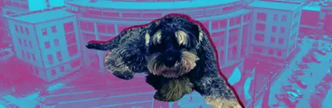 El caso Rocko, la llamada “violencia sorda” y los límites del derecho