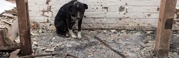 Creadores de Penco lanzan plataforma digital para buscar animales extraviados en Biobío y Ñuble tras los incendios