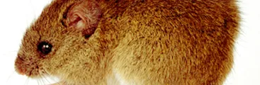 Aumenta preocupación por crisis sanitaria ante riesgo de Hantavirus tras los megaincendios en el Biobío